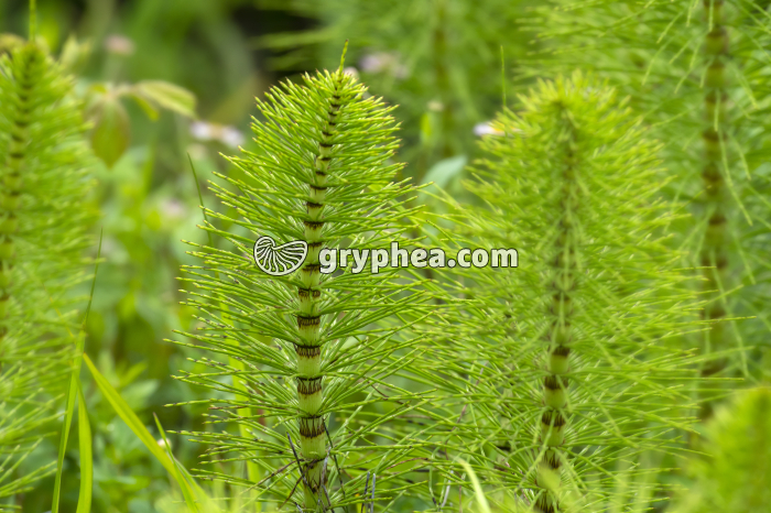 Grande prêle - axes chlorophylliens stériles (Equisetum telmateia) - gryphea.com